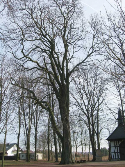Bild 4 von Linde und Kastanie an der Wallfahrtskapelle